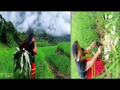 binyat vlogs komkar (adi tribes) //binyat 🌾 //solung lune
