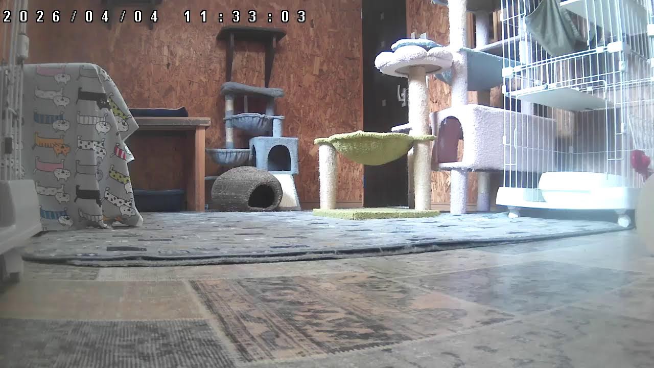 子猫の部屋Live@笑にゃんこ王国(秩父) [Cat live]