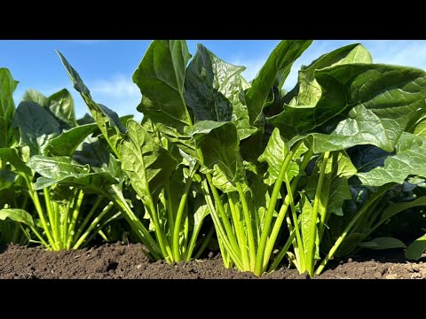 春に種や苗からほうれん草を播種するにはどうすればよいですか？何の品種ですか？  庭園