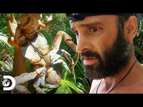 ¿Comerías este cangrejo gigante? | Peligro al desnudo | Discovery Latinoamérica