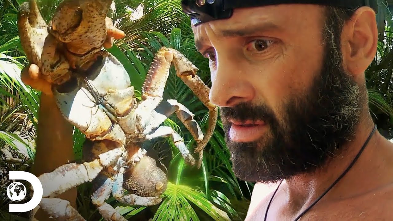 ¿Comerías este cangrejo gigante | Peligro al desnudo | Discovery Latinoamérica