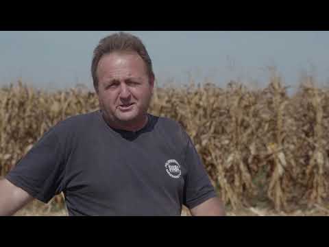 DEKALB hibridi kukuruza - Iskustva proizvođača Bojan Mojsa i Milan Markov -  DKC4943