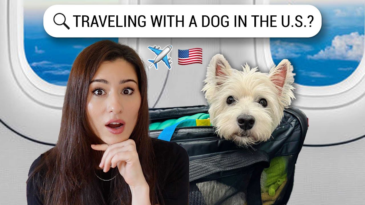 Traveling with your DOG to the USA? 🇺🇸 All you need to know