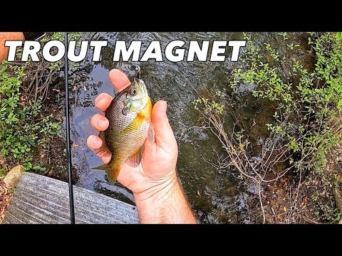 Trout Magnet Creek Fishing