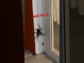 huge spider attacks another spider (tarantula) 🕷
