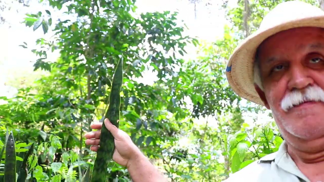 10 MOTIVOS PARA VOCÊ CULTIVAR A ESPADA DE SÃO JORGE