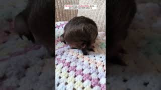 This man found a baby echidna lost without its mother… but he refused to leave it behind