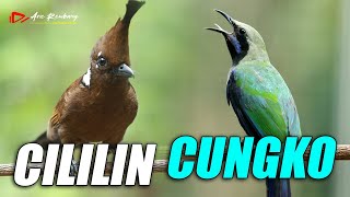 Download lagu MASTERAN MEWAH CILILIN VS CUCAK CUNGKOK mp3 Download lagu MASTERAN MEWAH CILILIN VS CUCAK CUNGKOK mp3