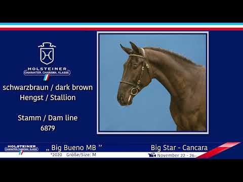 4. Holsteiner Winter-Chance 2022 | Nr. 115 v. Big Star - Cancara