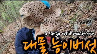 대물 능이버섯 발견! 가을산행 a large wild mushroom