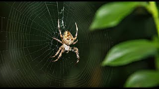 Joro Spider: Are They Really That Scary?
