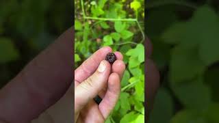 A little known wild berry