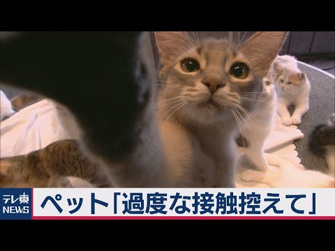 コロナウイルス:感染した動物の死骸が問題を引き起こしている