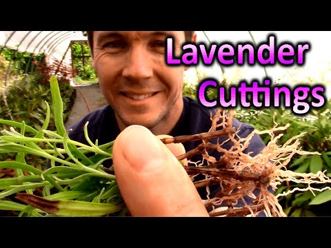 How to Grow Lavender Plants from Cuttings | Propagating Softwood Lavender Cuttings in Sand
