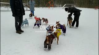 клип  Heirloom — Basenji   Басенжи бегают и играют в снегу под музыку Basenji 😂