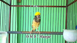Download lagu Masteran MANYAR KEMBANG GACOR dan NGEROL cocok untuk Masteran dan Pancingan mp3