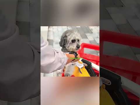 🐾✨ «Щенок-герой и день честности» ✨🐾