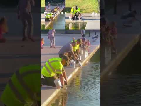 Reflecting Pool turned green by algae
