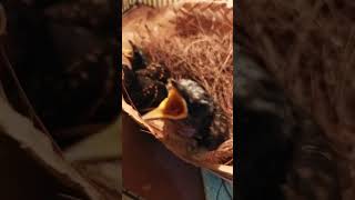 Download lagu suara anakan murai batu#shorts #burung mp3