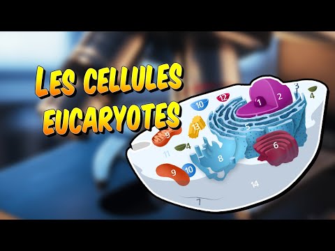 Biologie - Les cellules eucaryotes