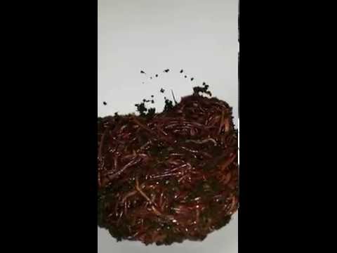 splitting bins and feeding the new CFT, Meet the Gobbler