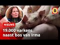 Boswachter woedend over megastal | Omroep Brabant