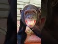 Monkey Laughing Funny Monky Chimpanzi Chimpanji Shorts Chimpanzee Monkeylaughing