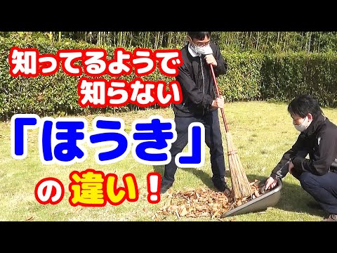 スコッチほうきレナ、Cytisus scoparius 'Lena'