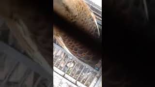 Download lagu suara pikat belibis disiang hari, cocok untuk belibis satu atau 2 ekor mp3