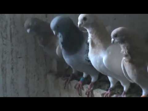 Italian Owl Pigeons Small Pigeon Breed / WWW.DonsPigeons.Com