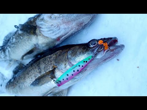 KUHAN PYSTYPILKINTÄ | OPETUSVIDEO KUINKA PILKIT KUHAA PYSTYPILKILLÄ |