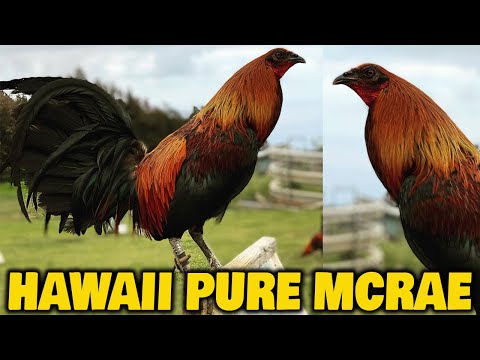 Beautiful Black Birds McRae Wallet Kelso RCP FARM HAWAII