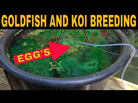 Breeding Goldfish And Koi in your Pond Part One