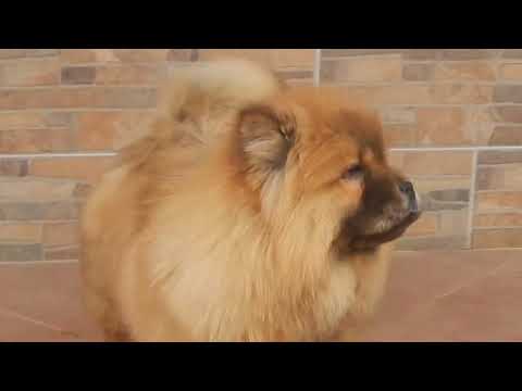 Perros Chow Chow en venta