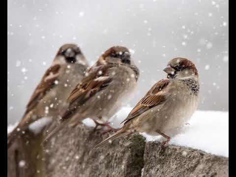 Die drei Spatzen, von Christian Morgenstern, Gedicht