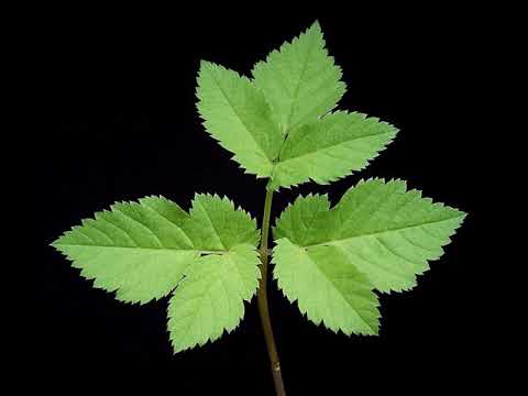 Green Party of England & Wales | Wikipedia audio article