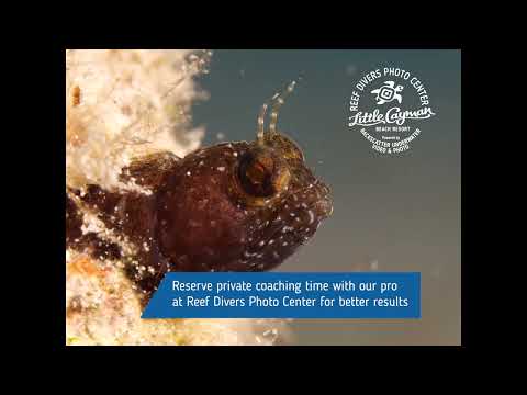 Little Cayman Beach Resort - Scuba Dive Bloody Bay Wall