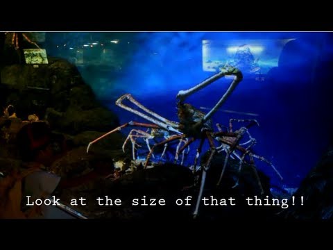 Japan Sea World: CRABS BIGGER THAN PEOPLE D: 鴨川シーワールド (Japan Sea World: CRABS BIGGER THAN PEOPLE D: 鴨川シーワールド)