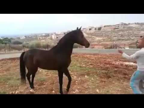 KZ LAYTON . MH WESTON & LADY OF THE EVENING حصان عربي أصيل ذكي جدآ