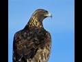 Kenny Rankin / Through The Eye Of The Eagle / Performed By Jeff Pine