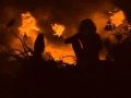 Blonde Fires / PICASTRO