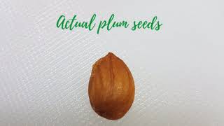Download lagu Growing PLUM Tree in the Philippines 🌳🌱💚 Vlog #1 [ Pagpapatubo ng PLUM TREE Mula sa Buto ] mp3