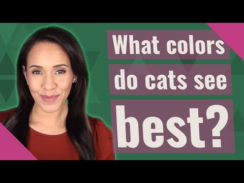 What colors do cats see best?