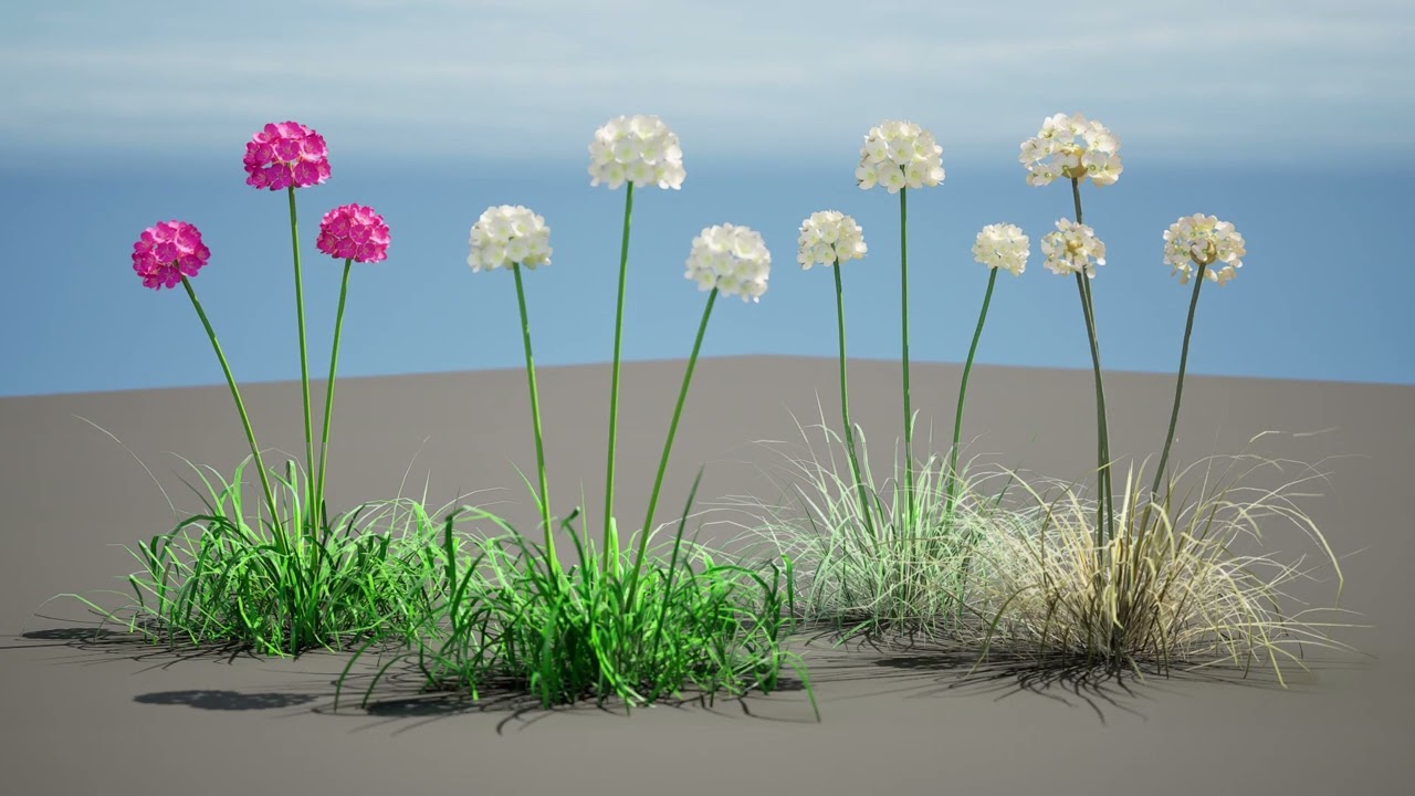 Sea Thrift flowers 3d collection 3D Model