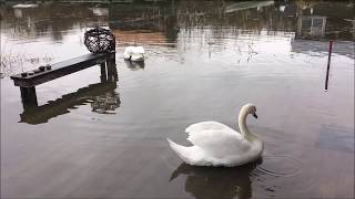 Swans take advantage of the king tide at Finn Slough