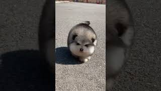 Download lagu Cute Alaskan malamute puppies mp3 Download lagu Cute Alaskan malamute puppies mp3