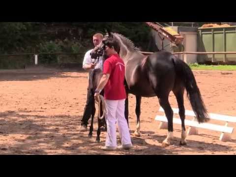 Fohlenschau in Vöhl 2014 Soraya v  P H Santiago x Top Debino