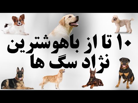 ۱۰ تا از باهوشترین نژاد سگ ها