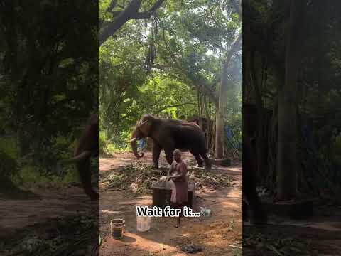 Wait for it..🐘😮#viralshort #abhimnyu #bhima #wildlife