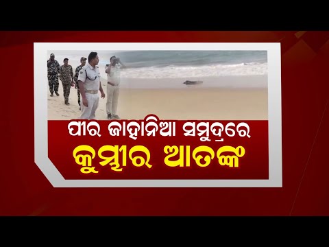 ପୀର ଜାହାନିଆ ସମୁଦ୍ରରେ କୁମ୍ଭୀର ଆତଙ୍କ | Crocodile Terror At Pir Jahania Sea Beach | Watch Video